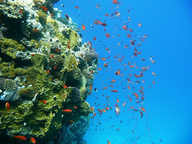 28 Korallen u Jungfische.JPG